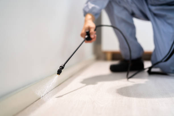 Licensed Ant Control service in Bellevue, OH - Show Me Pest Control
