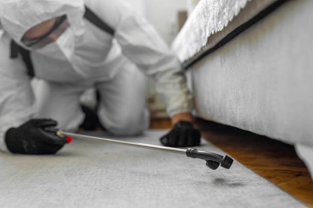 Professional Ant Control technician working in Bellevue, OH